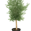 Olivier (Olea europaea)