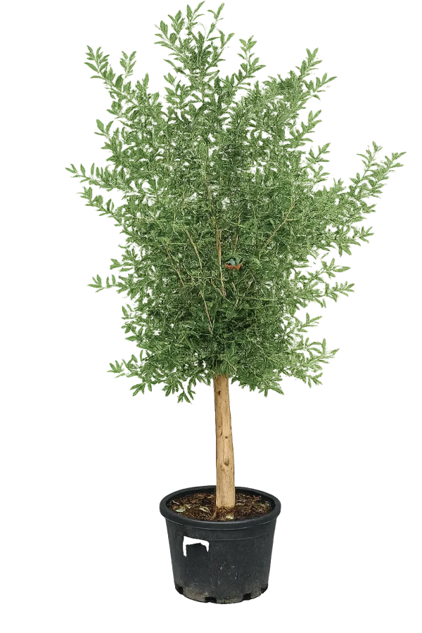 Olivier (Olea europaea)