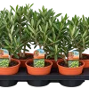 Olivier (Olea europaea)