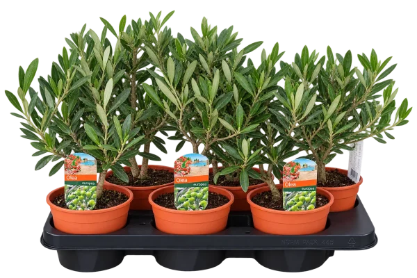 Olivier (Olea europaea)