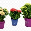 Hortensia (Hydrangea macrophylla)