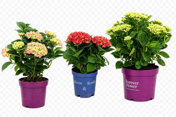 Hortensia (Hydrangea macrophylla)