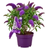 Arbre aux papillons (Buddleja davidii)