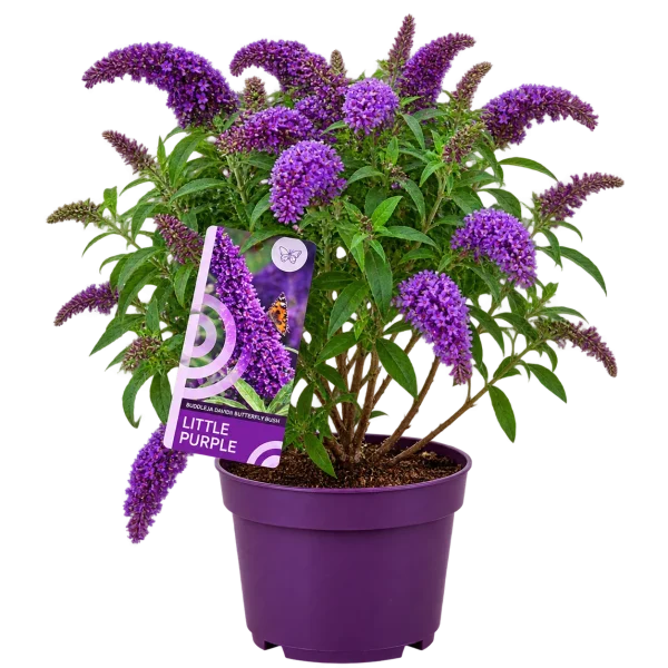 Arbre aux papillons (Buddleja davidii)