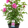 DB5FBDD9-DF94-4DD3-9C89-A6659D267C10 Hibiscus (Hibiscus spp)