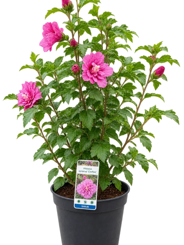 DB5FBDD9-DF94-4DD3-9C89-A6659D267C10 Hibiscus (Hibiscus spp)
