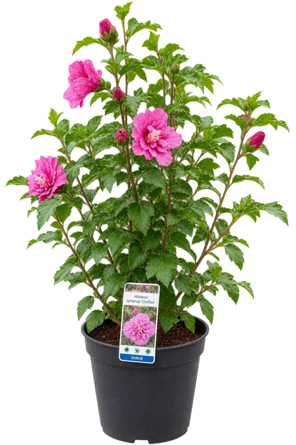 DB5FBDD9-DF94-4DD3-9C89-A6659D267C10 Hibiscus (Hibiscus spp)