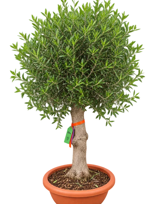 DCB04558-7284-4A4E-BA84-44F2A8370310 Olivier (Olea europaea)