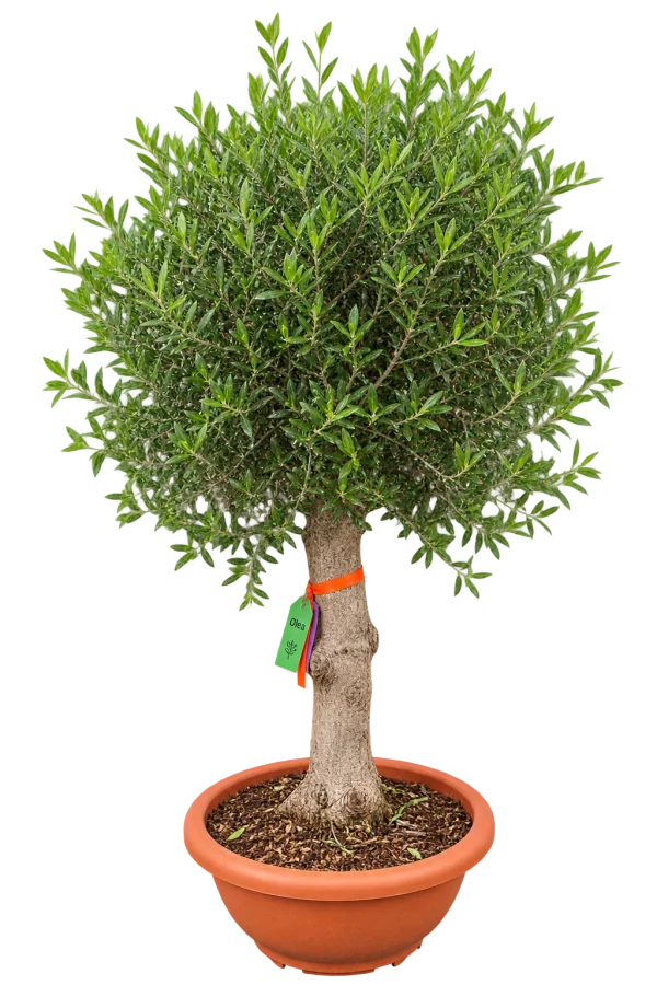 Olivier (Olea europaea)