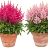 E79DE288-7260-41BB-946F-E3083278210E Astilbe