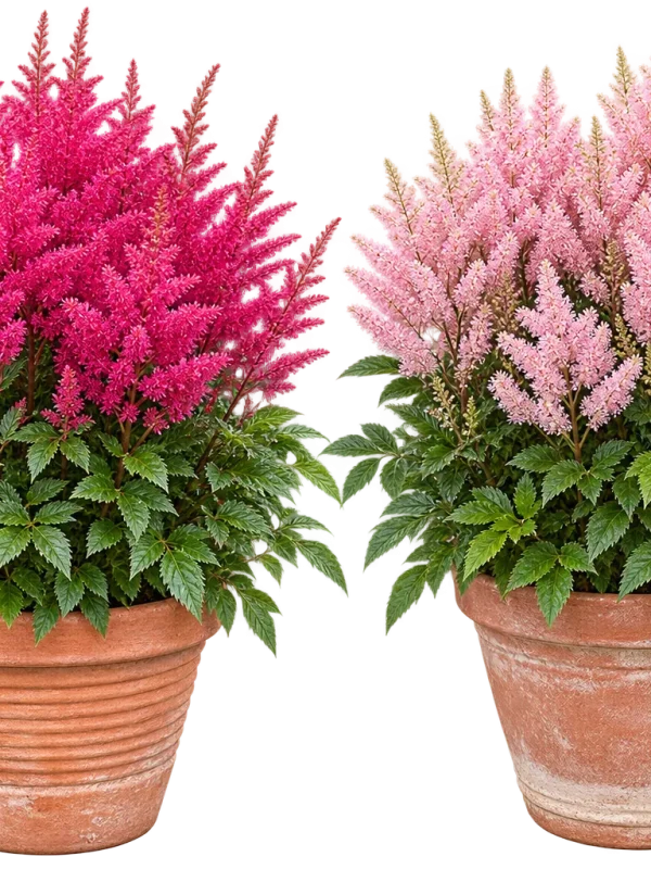 Astilbe