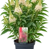 Arbre aux papillons (Buddleja davidii)