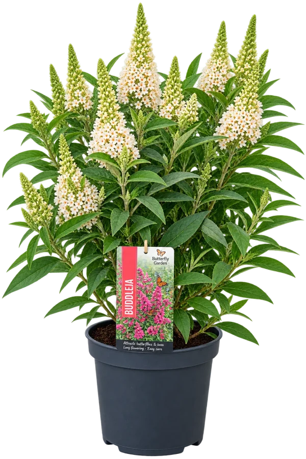 Arbre aux papillons (Buddleja davidii)
