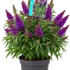 Arbre aux papillons (Buddleja davidii)