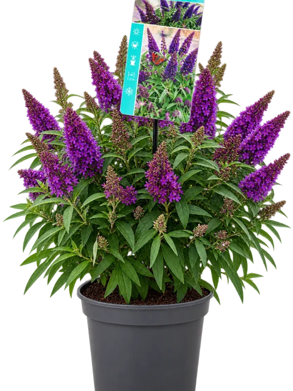 Arbre aux papillons (Buddleja davidii)