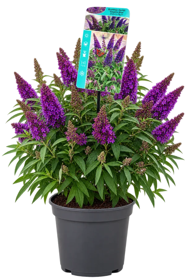 Arbre aux papillons (Buddleja davidii)
